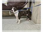 Bull Terrier Mix DOG FOR ADOPTION RGADN-1312462 - VALENTINA - Bull Terrier /