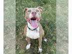American Pit Bull Terrier Mix DOG FOR ADOPTION RGADN-1312689 - Miracle - Pit