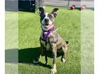 American Pit Bull Terrier Mix DOG FOR ADOPTION RGADN-1312720 - BLUEBERRY - Pit