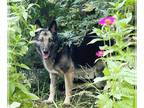 German Shepherd Dog Mix DOG FOR ADOPTION RGADN-1312733 - Titan TX - German