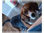 Beagle DOG FOR ADOPTION RGADN-1312779 - Allie *FOSTER HOME NEEDED* - Beagle