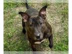 Bull Terrier Mix DOG FOR ADOPTION RGADN-1313147 - MOMENT - Bull Terrier / Mixed