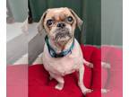 Shih Tzu DOG FOR ADOPTION RGADN-1313338 - Cash - Shih Tzu Dog For Adoption