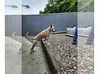 Huskies -Labrador Retriever Mix DOG FOR ADOPTION RGADN-1313400 - Chico -