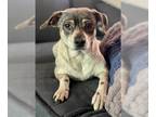 Beagle Mix DOG FOR ADOPTION RGADN-1313617 - Stella Luna - Beagle / Mixed (medium
