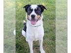 American Pit Bull Terrier-Beagle Mix DOG FOR ADOPTION RGADN-1313618 - MISS BUG -