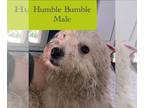 Bichon Frise Mix DOG FOR ADOPTION RGADN-1313672 - CIJ : Humble Bumble - Bichon