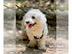 Poodle (Standard) Mix DOG FOR ADOPTION RGADN-1314139 - Palomo - Poodle