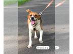 Beagle Mix DOG FOR ADOPTION RGADN-1314149 - Huxley - Beagle / Hound / Mixed Dog