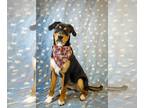 Great Pyrenees-Rottweiler Mix DOG FOR ADOPTION RGADN-1314152 - Clarabelle -