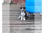 Cojack DOG FOR ADOPTION RGADN-1314640 - Pixie - Jack Russell Terrier / Corgi /