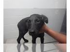 Labrador Retriever DOG FOR ADOPTION RGADN-1314798 - JAGGER - Labrador Retriever