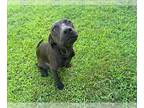 Great Dane Mix DOG FOR ADOPTION RGADN-1315028 - BENNY - Great Dane / Mixed