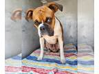 Boxer Mix DOG FOR ADOPTION RGADN-1315242 - KOBE - Boxer / Mixed (medium coat)