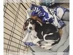 Beagle-Treeing Walker Coonhound Mix DOG FOR ADOPTION RGADN-1315476 - Lettie -