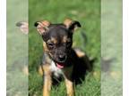 Mountain Cur-Plott Hound Mix DOG FOR ADOPTION RGADN-1315597 - June - In Foster -