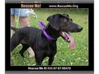 Bluetick Coonhound-Labrador Retriever Mix DOG FOR ADOPTION RGADN-1315867 - Delia
