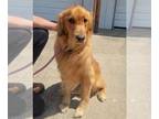 Golden Retriever DOG FOR ADOPTION RGADN-1315875 - Bo - Golden Retriever Dog For