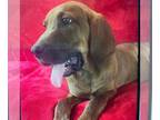 Basset Hound-Black and Tan Coonhound Mix DOG FOR ADOPTION RGADN-1316109 -