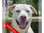 Huskies Mix DOG FOR ADOPTION RGADN-1316114 - Andy - Yellow Labrador Retriever /