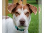 Beagle-Huskies Mix DOG FOR ADOPTION RGADN-1316179 - Ruth - Husky / Beagle /