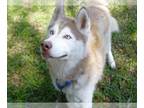 Siberian Husky DOG FOR ADOPTION RGADN-1316529 - IROH - Siberian Husky (medium