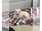 Mix DOG FOR ADOPTION RGADN-1316633 - *WILLIAM - Toy Fox Terrier (medium coat)