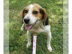 Beagle DOG FOR ADOPTION RGADN-1316831 - Ross - Beagle (short coat) Dog For