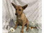 Australian Kelpie Mix DOG FOR ADOPTION RGADN-1317144 - *ETHEL - Australian
