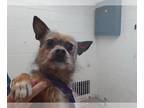 Mix DOG FOR ADOPTION RGADN-1317166 - SADIE - Toy Fox Terrier (medium coat) Dog