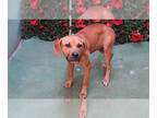 Mastador DOG FOR ADOPTION RGADN-1317186 - A1230248 - Labrador Retriever /
