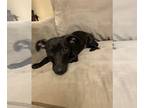 Dachshund DOG FOR ADOPTION RGADN-1318238 - Sadie - Dachshund Dog For Adoption