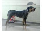 Rottweiler Mix DOG FOR ADOPTION RGADN-1318258 - DINGY - Rottweiler / Mixed