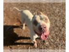 American Staffordshire Terrier Mix DOG FOR ADOPTION RGADN-1318524 - MCLOVIN -