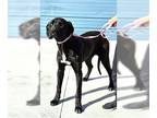 Great Dane DOG FOR ADOPTION RGADN-1318727 - Diamond - Great Dane Dog For