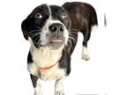 Beagle-Border Collie Mix DOG FOR ADOPTION RGADN-1318739 - *LILY - Beagle /