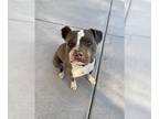 American Pit Bull Terrier Mix DOG FOR ADOPTION RGADN-1318777 - SMOKEY - Pit Bull