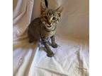 Phillip Domestic Mediumhair Kitten Male