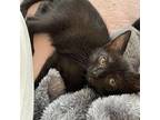 Lola Domestic Shorthair Kitten Female