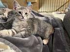 Scuttle Domestic Shorthair Kitten Female