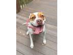 Temperance, American Pit Bull Terrier For Adoption In Birmingham, Alabama