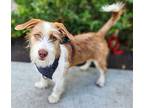 Chance, Jack Russell Terrier For Adoption In Los Angeles, California