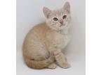 Nacho And Cheeto Are Double, Domestic Shorthair For Adoption In South Salem