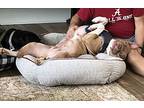 Cinder. Sj, American Staffordshire Terrier For Adoption In Warrior, Alabama