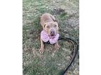 Farah, American Staffordshire Terrier For Adoption In Tulare, California