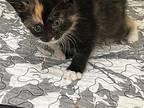 Jelly Domestic Shorthair Kitten Female