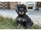 Mutt Puppy for sale in Evansville, IN, USA