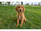 Golden Retriever Puppy for sale in Fort Wayne, IN, USA