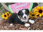 Miniature Australian Shepherd Puppy for sale in Springfield, MO, USA