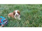 Cavalier King Charles Spaniel Puppy for sale in Fort Wayne, IN, USA